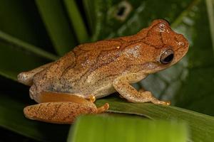 Small Tree Frog photo