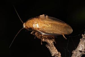 cucaracha de madera adulta foto