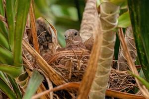 Ruddy Ground Dove photo