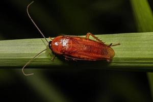 cucaracha de madera adulta foto
