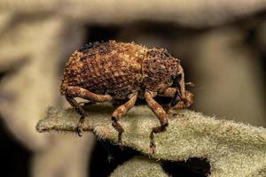 Adult True Weevil photo