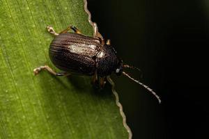 Adult Leaf Beetle photo