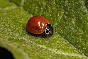 Adult Spotless Lady Beetle photo