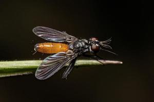 Adult Bristle Fly photo