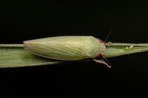 Adult Typical Leafhopper photo