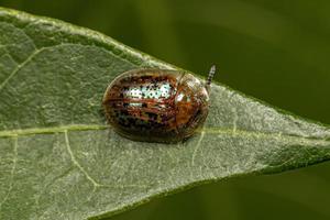 Adult Tortoise Beetle photo