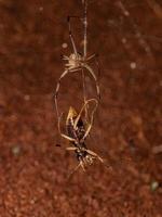 Female Adult Brown Widow Spider preying on an Adult Metallic Tiger Beetle photo