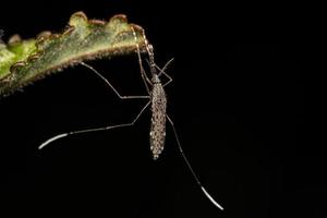 Adult Malaria Mosquito photo