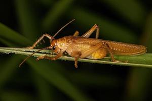 Adult Raspy Cricket photo