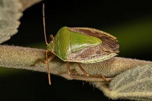 Adult Stink Bug photo