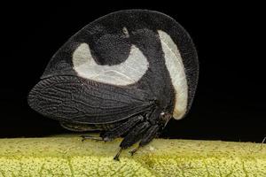 Treehopper blanco y negro adulto foto