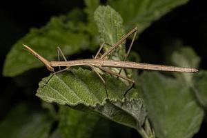 Neotropical Stick Grasshopper photo