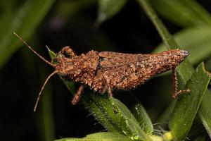 insecto saltamontes de cuernos cortos foto