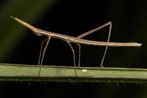 Neotropical Stick Grasshopper photo