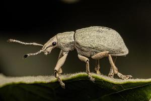 Adult Broad nosed Weevil photo