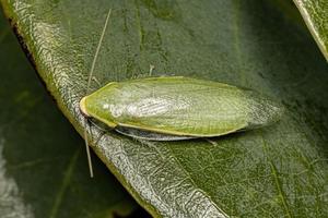 cucaracha gigante verde adulta foto