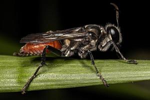 Adult Thread-waisted Wasp photo