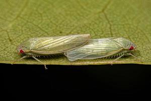 Adult Typical Leafhoppers coupling photo