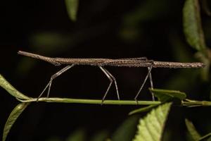 saltamontes palo neotropical foto