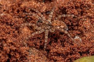 Small Wolf Spider photo