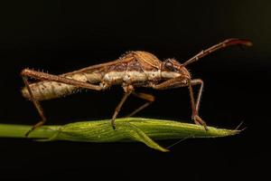 Adult Male Broad headed Bug photo