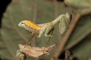 Adult Female Acontistid Mantis photo
