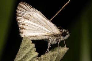 Adult Checkered Skipper photo