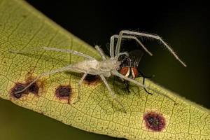 pequeña araña fantasma hembra cazando una mosca foto