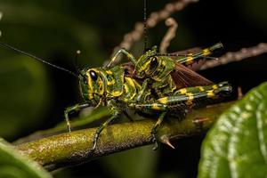 Adult Soldier Grasshoppers photo