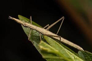 saltamontes palo neotropical foto