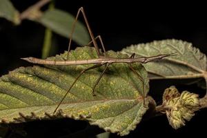 saltamontes palo neotropical foto