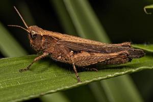 Adult Stridulating Slant-faced Grasshopper photo