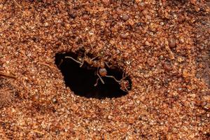 Adult Female Big-headed Ants photo