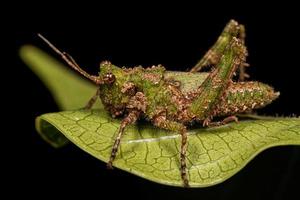 Short-horned Grasshopper Insect photo