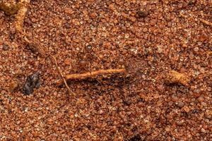 hormigas cabezonas hembras adultas foto