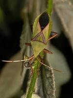 Adult Leaf-footed Bug photo