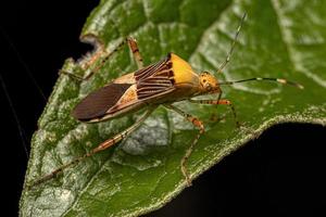 Adult Leaf-footed Bug photo