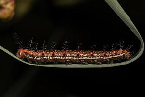 Mexican Fritillary Butterfly Caterpillar photo