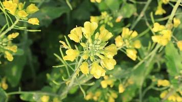 närbild skott en skön naturlig gul rapsfrö blomma blåser i de vind med suddigt bakgrund video