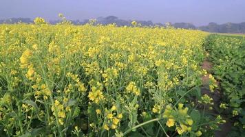 hög vinkel närbild skott skön naturlig gul rapsfrö blomma vinter- morgon- i de fält video