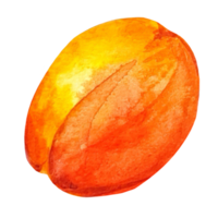ilustração em aquarela de fruta pêssego png