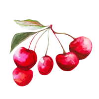 cherry watercolor illustration png