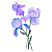 blumenstrauß aus blauer iris-aquarellillustration png