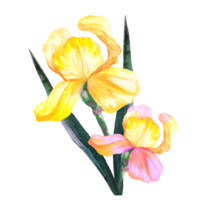 boeket van bloemen irissen waterverf illustratie png