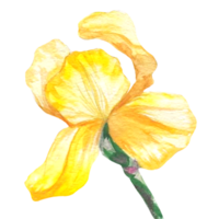 iris flower watercolor illustration png