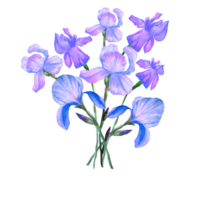 bouquet of irises watercolor illustration png
