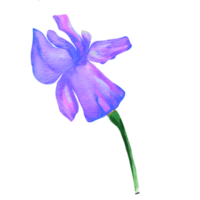 aquarela de flor de íris roxa png