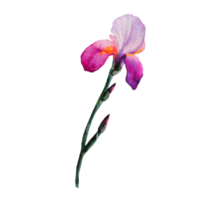 aquarelle de fleur d'iris violet png