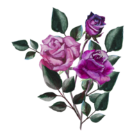 ilustração em aquarela de rosas png