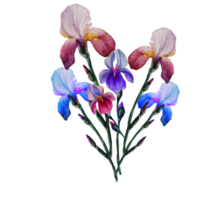 illustration de fleurs d'iris png